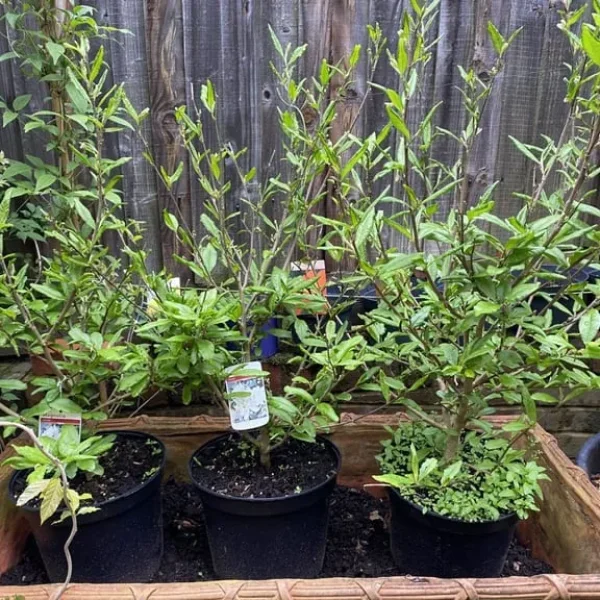 XL Gorgeous Magnolia Stellata