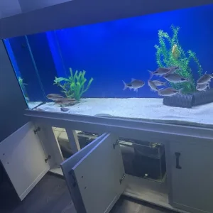 6 ft Clearseal 950l aquarium - Image 3