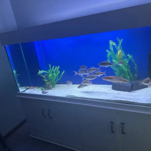 6 ft Clearseal 950l aquarium