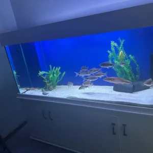 6 ft Clearseal 950l aquarium