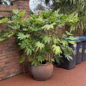 Gigantic Japanese Fatsia Plant in a gorgeous huge XL terracotta Pot - Image 2