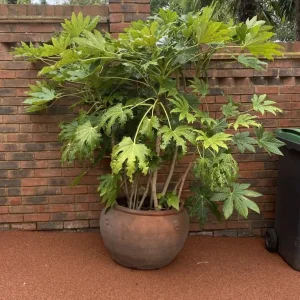Gigantic Japanese Fatsia Plant in a gorgeous huge XL terracotta Pot