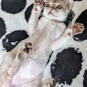 Registered Singapura kittens - Image 3