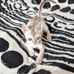 Registered Singapura kittens - Image 4