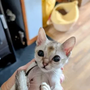 Registered Singapura kittens - Image 5