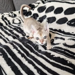 Registered Singapura kittens