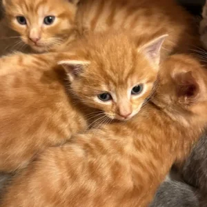 Kittens - Image 2