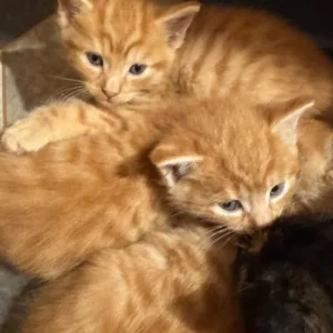 Kittens - Image 6