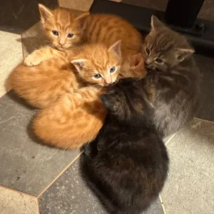 Kittens