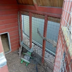 Large wooden chicken coop/dog kennel - Image 3