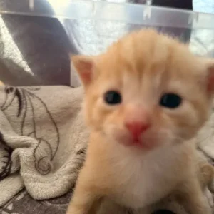 Kittens 2 ginger 2 marble colour - Image 2