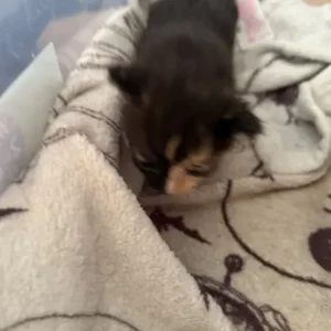 Kittens 2 ginger 2 marble colour - Image 3