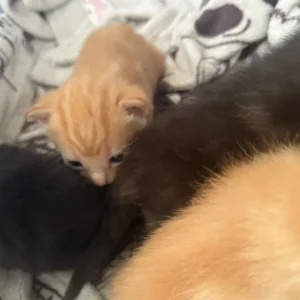 Kittens 2 ginger 2 marble colour - Image 4