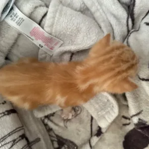 Kittens 2 ginger 2 marble colour - Image 5