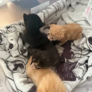 Kittens 2 ginger 2 marble colour