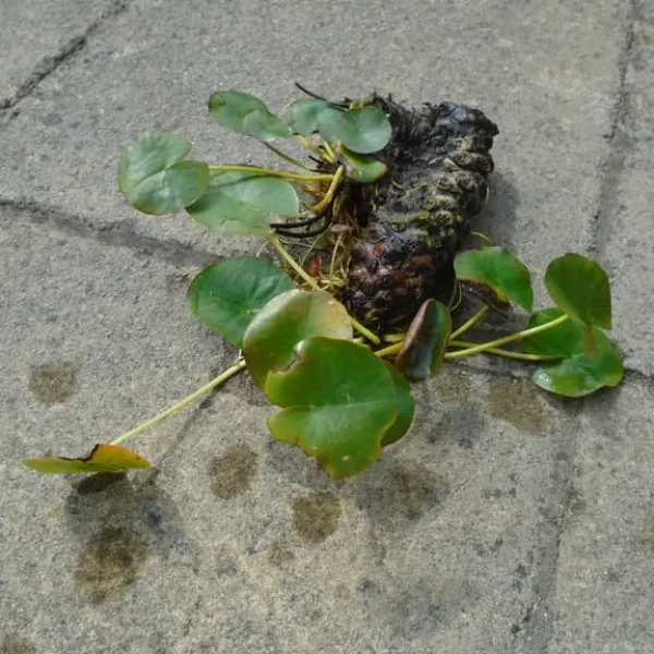 Large pond water lily plants x 2 fish garden water feature - £15 EACH