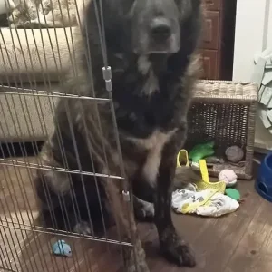 Beautiful family dog 🐕 ❤️ ♥️ 💕 - Image 2