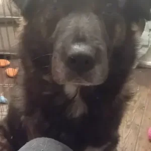 Beautiful family dog 🐕 ❤️ ♥️ 💕