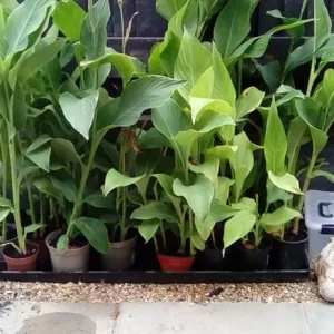 Canna lillies - Image 2