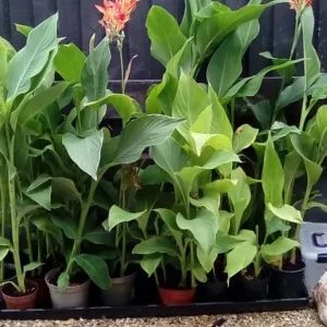 Canna lillies - Image 3