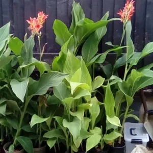 Canna lillies