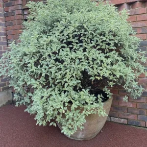 Magnificent Huge established Pittosporum in XL Terracotta Pot - Image 2