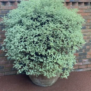 Magnificent Huge established Pittosporum in XL Terracotta Pot