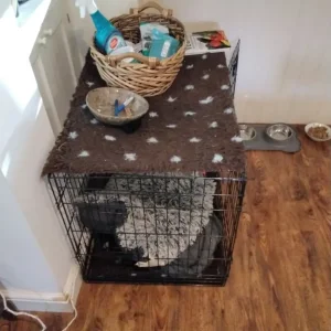 Dog Cage 57cmx57cmx92cm - Image 2