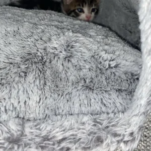 Cute Kitten ready to leave now!!! - Image 2