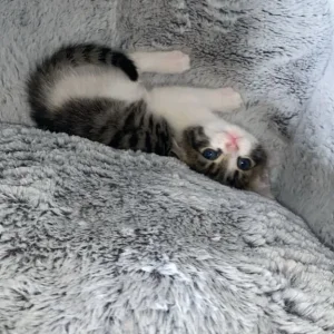 Cute Kitten ready to leave now!!! - Image 4