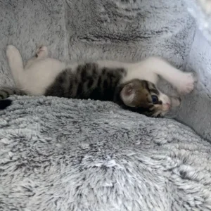 Cute Kitten ready to leave now!!! - Image 5