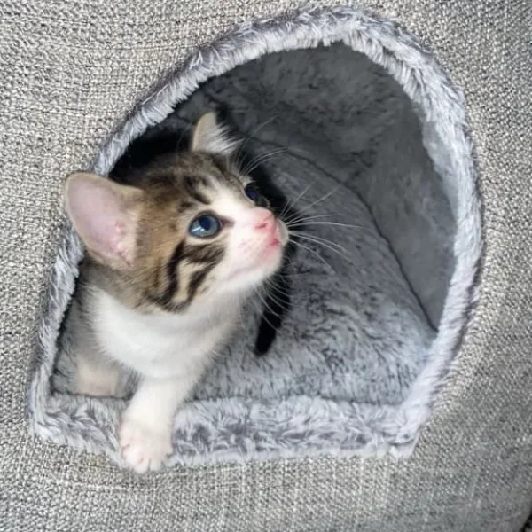 Cute Kitten ready to leave now!!!