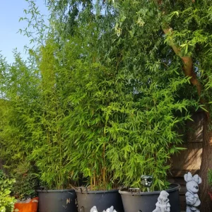 Large Bamboo - Image 2