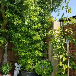 Large Bamboo