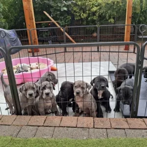 Harlyquinn Cane Corso x American Bulldogge - Image 2