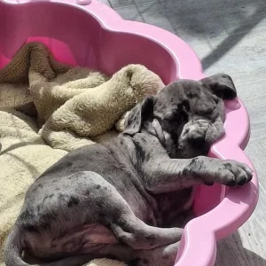 Harlyquinn Cane Corso x American Bulldogge - Image 3