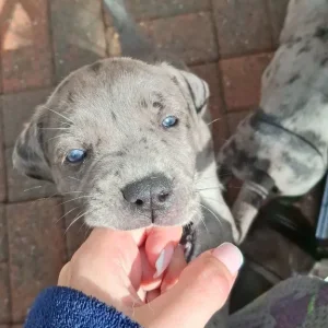 Harlyquinn Cane Corso x American Bulldogge - Image 4