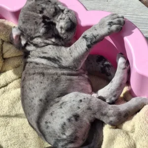 Harlyquinn Cane Corso x American Bulldogge - Image 5