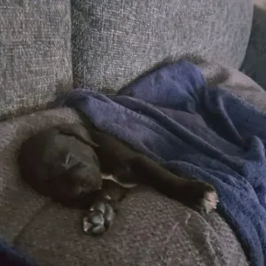 Harlyquinn Cane Corso x American Bulldogge - Image 6