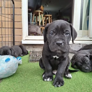 Harlyquinn Cane Corso x American Bulldogge - Image 8