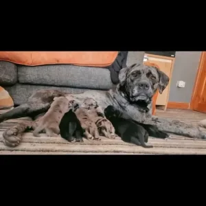 Harlyquinn Cane Corso x American Bulldogge