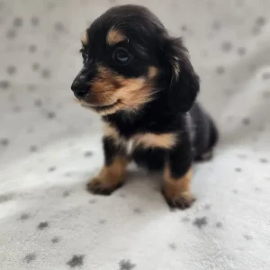Long haired miniature Dachshunds Kc Registered - Image 5