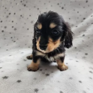 Long haired miniature Dachshunds Kc Registered - Image 6