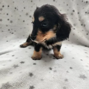 Long haired miniature Dachshunds Kc Registered - Image 7