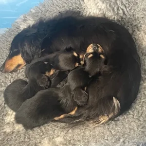 Long haired miniature Dachshunds Kc Registered - Image 8