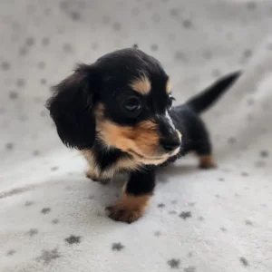 Long haired miniature Dachshunds Kc Registered
