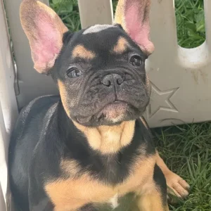 Two French bull dog puppy’s - Image 2