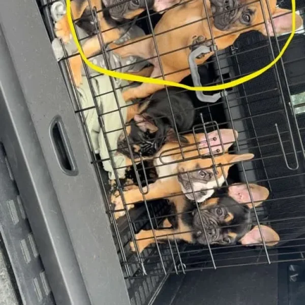 Two French bull dog puppy’s