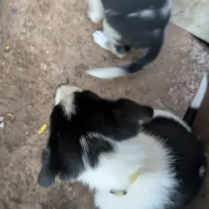 Welsh collies - Image 2