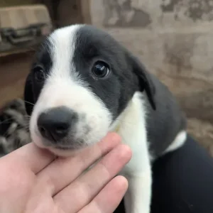 Welsh collies - Image 3